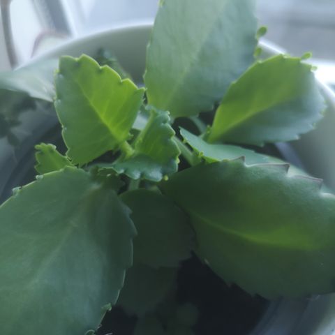 Potte med mange kalanchoe (yngleblad) planter