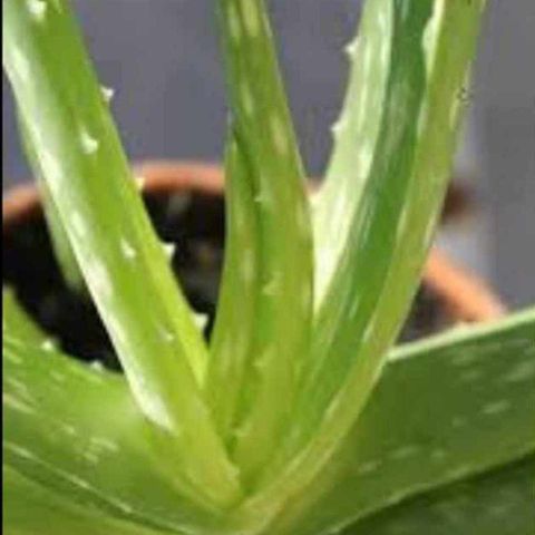 Stiklinger - avleggere - aloe vera!