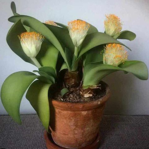 Stikling - avlegger - haemanthus albiflos!