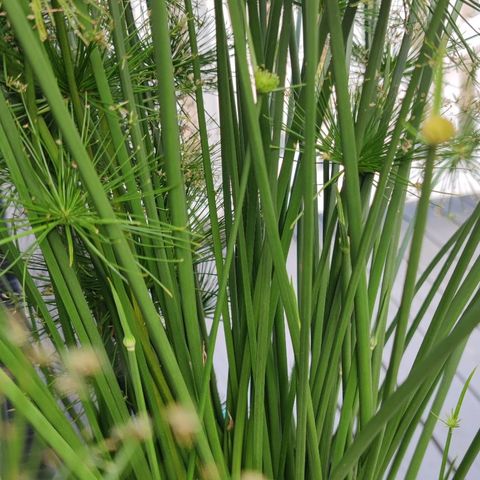 Prydgress, Cyperus papyrus "Little prince"