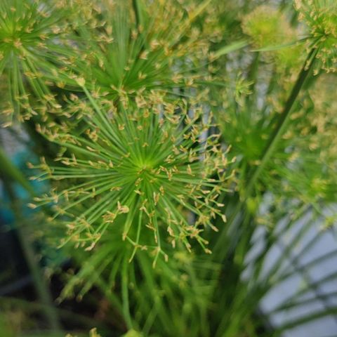 Prydgress, Cyperus papyrus "Little prince"