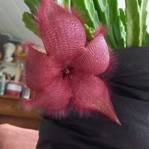 Stiklinger - avleggere - stapelia!