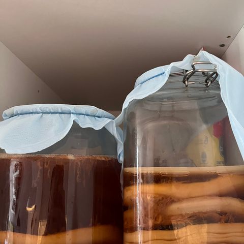 SCOBY Kombucha