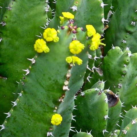 Daghmous Honning - Euphorbia Cactus