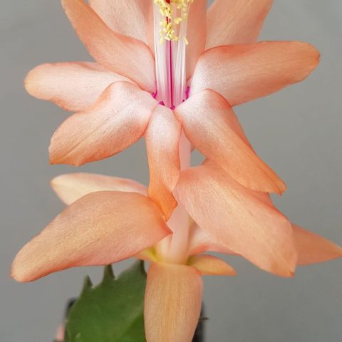 Schlumbergera "Christmas Fantasy"