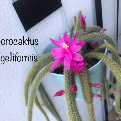 Rottehale Kaktus Aporocactus Flagelliformis