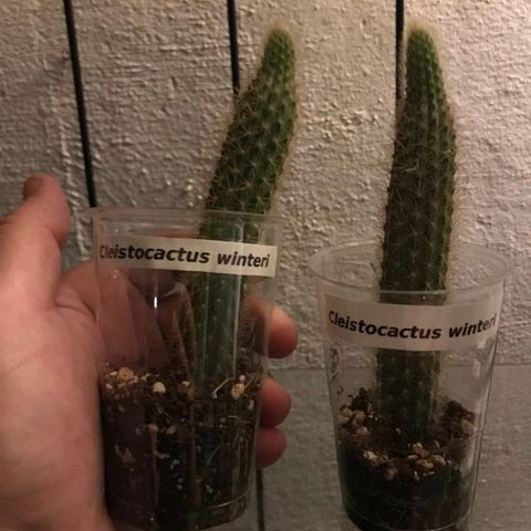 Cleistocactus winteri hengekaktus (Golden Rat Tail) Kun 1 stk igjen