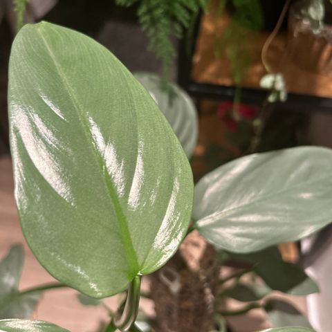 philodendron white sword