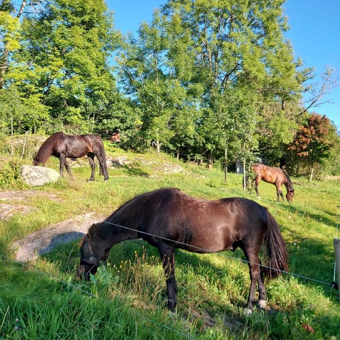 Annonsebilde