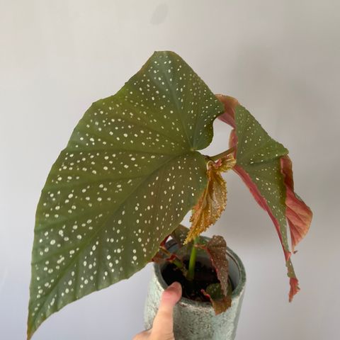 Begonia Corallina de Lucerna