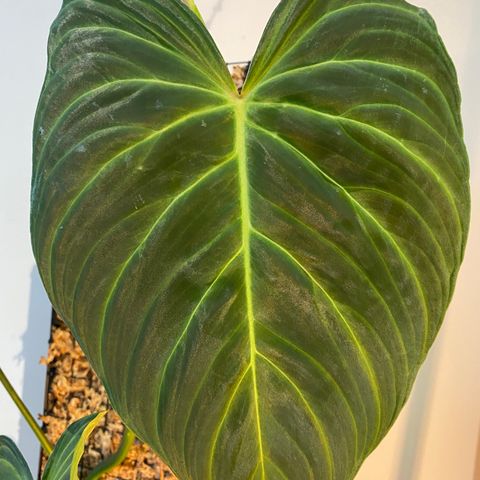 Philodendron Splendid