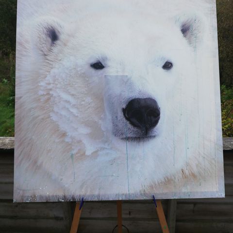 Isbjørn polar nærbilde