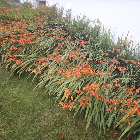 Blomster, Værhane,  50 kr for 10 stk.