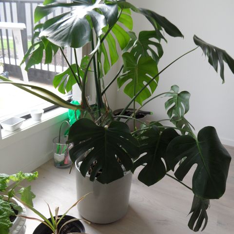 Flott Monstera selges. samme potte, Den ser flott og fyldig ut slik