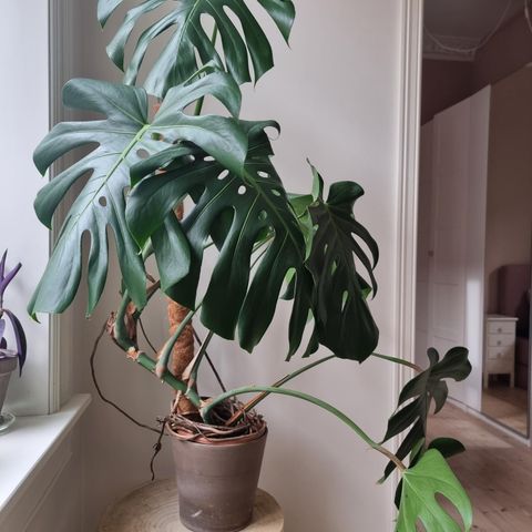 Stor monstera