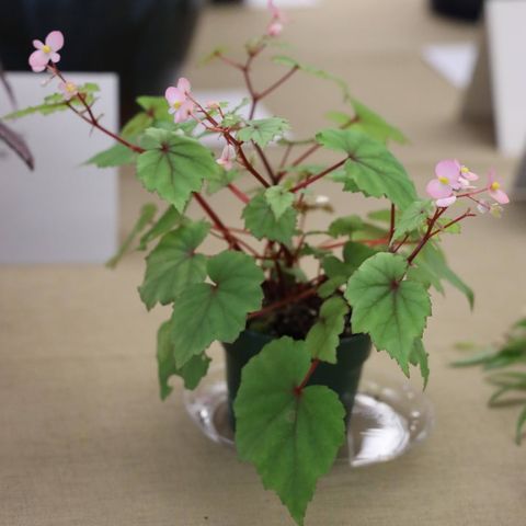 Begonia weltoniensis - gammel sort
