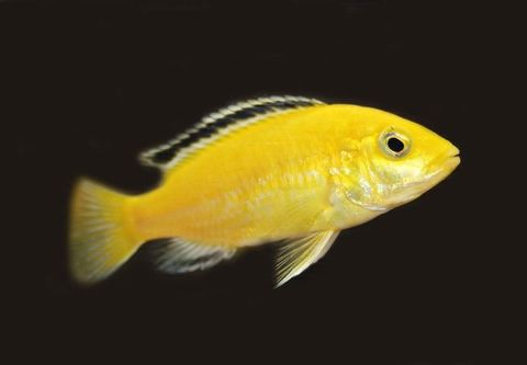 Malawiciklide Golden (Labidochromis caeruleus) ønskes kjøpt