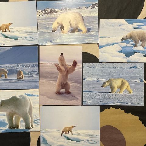 Svalbard Isbjørn postkort
