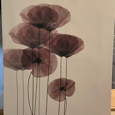 POPPY BUNCH Plakat 50x70 cm