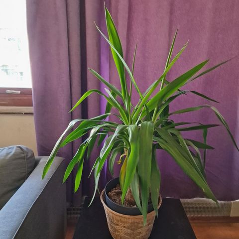 Stor grønn plante. YUCCA ELEPHANTIPES