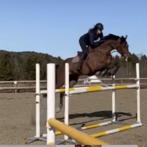 Ledig stallplass og utegangsplass