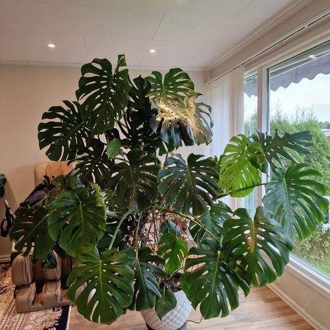 MONSTERA PLANTE🌿 / STOR OG VELHOLDT