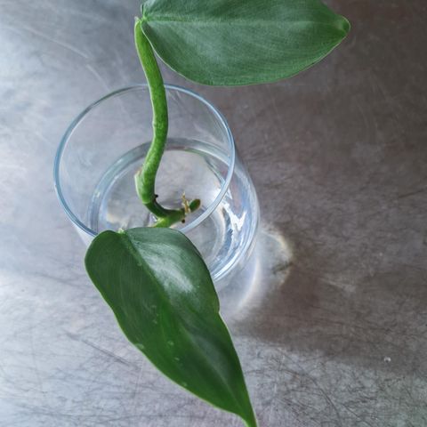 Philodendron hastatum silver sword