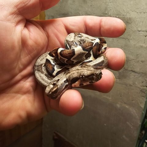 0.1 boa constrictor imperator anery het super striped