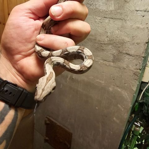 0.1 boa constrictor imperator