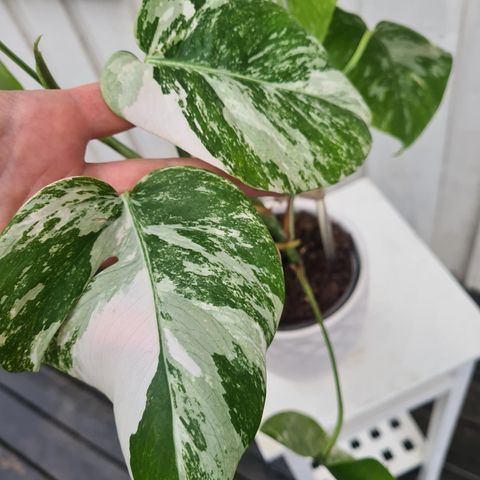 Monstera variegata