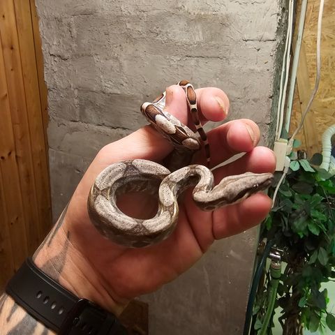 0.1 boa constrictor imperator anery het super striped