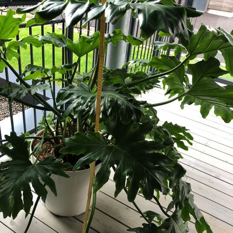 Monstera