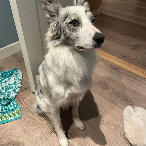 border collie blue Merle