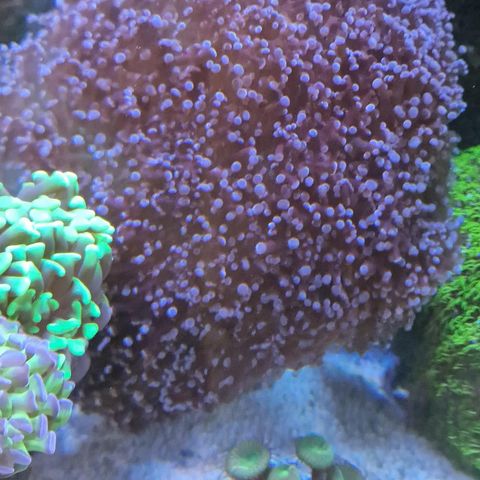 Korall til saltvann akvarium.