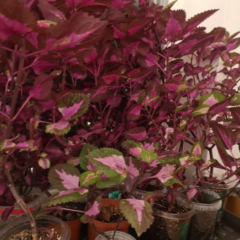 Coleus China Rose - Praktspragle