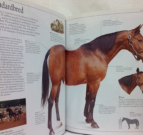 THE ULTIMATE HORSE BOOK.  FORLAG: ELWYN HARTLEY EDWARDSEN. 1995