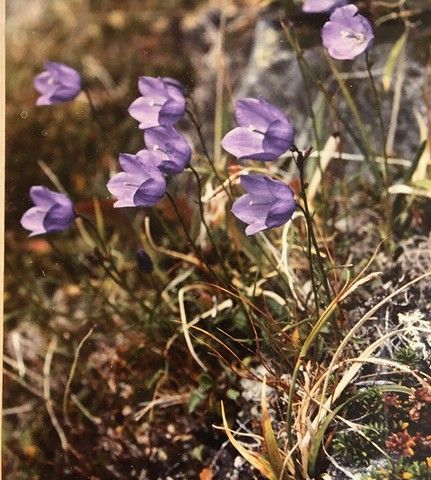 Blomsterfotografi med godt humør.