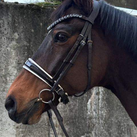 Komplett Bridle2fit Trinse/kandar hodelag + Dyon tøyler