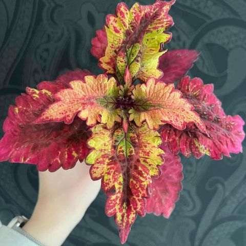 Coleus frø