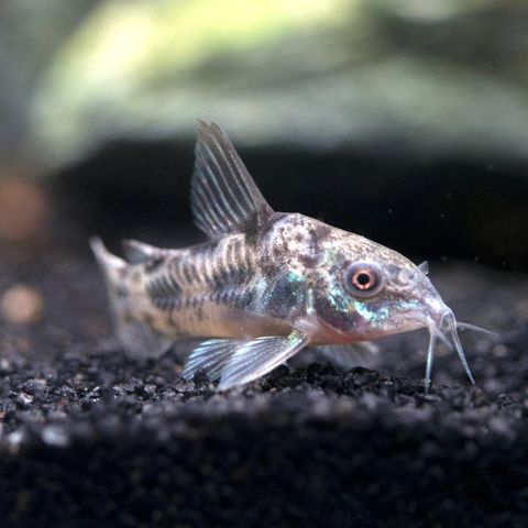 Corydoras peppered akvariums fisk