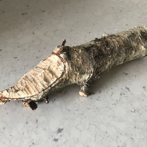 Beaver Chewed Log