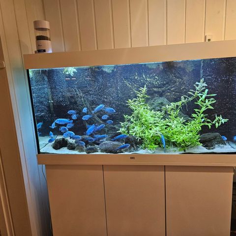 350l Juwel Akvarium med møbel