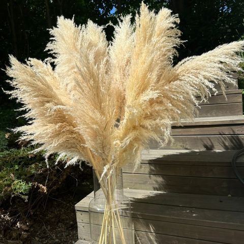 Pampas grass