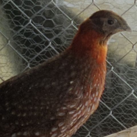 Temmincks tragopan