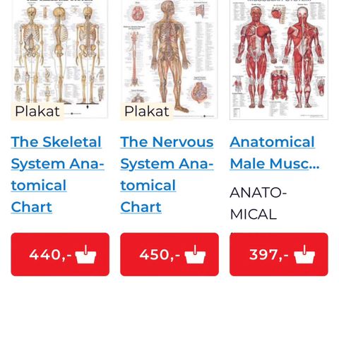 plakater, anatomisk fremstilling av menneskekroppen, 3 stk 2 av dem i ramme