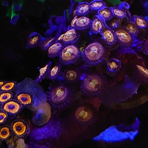 Rainbow sakura zoa korall