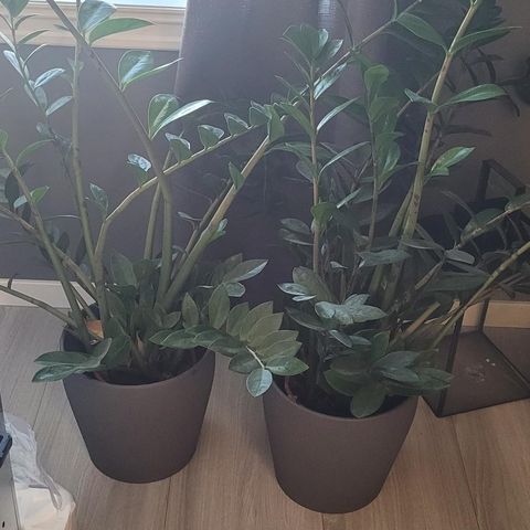 2 store planter med potte