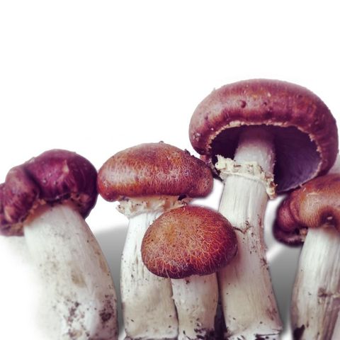 Dyrk Rødbrun Kragesopp - Wine Cap Mushroom hjemme