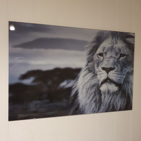 Stort løve glassbilde 120x80