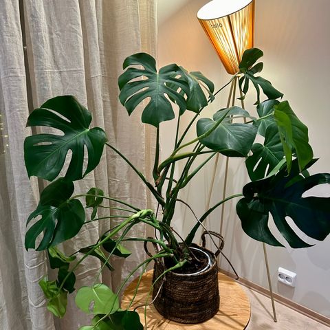 Monstera